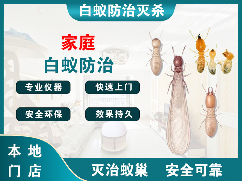 闵行家庭白蚁防治