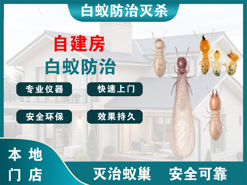 闵行自建房白蚁防治